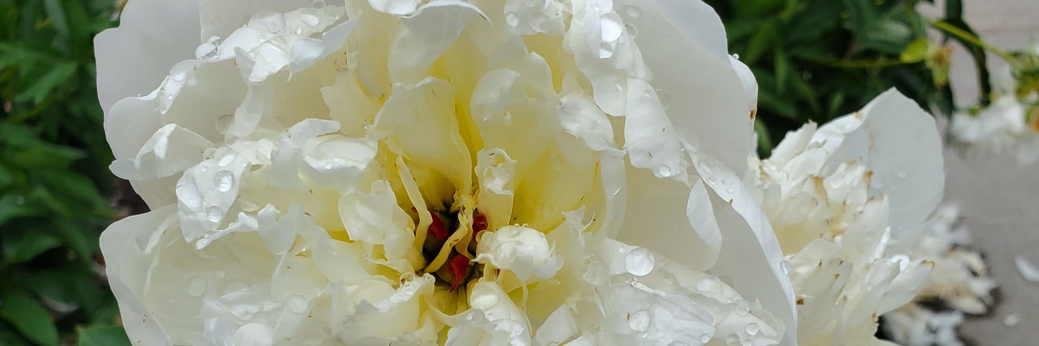 Pricilla Matseketsa banner