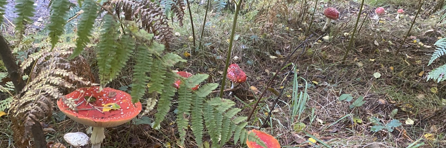 Cheli Sinclair banner