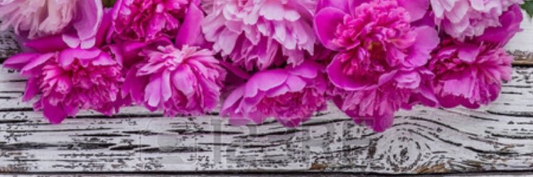 laureenGray's profile banner image