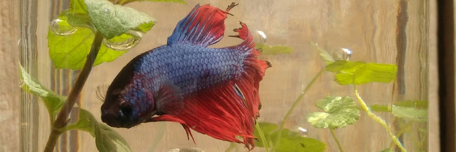 ChairulRivai's profile banner image