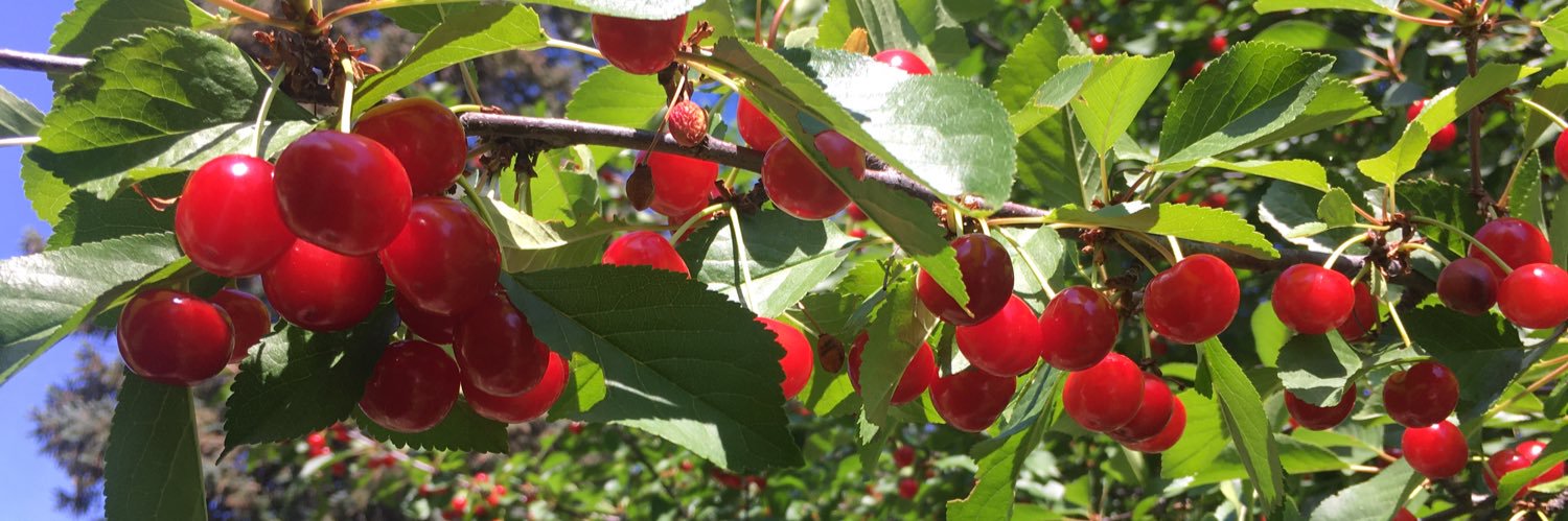 Carolyn Cherry banner