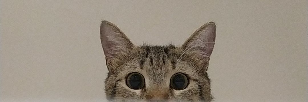 lightoyegami's profile banner image
