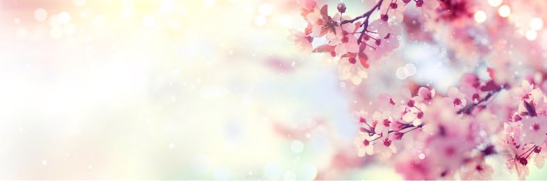 hinalein's profile banner image