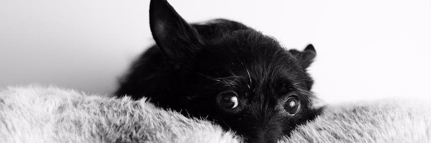michellecpeck's profile banner image