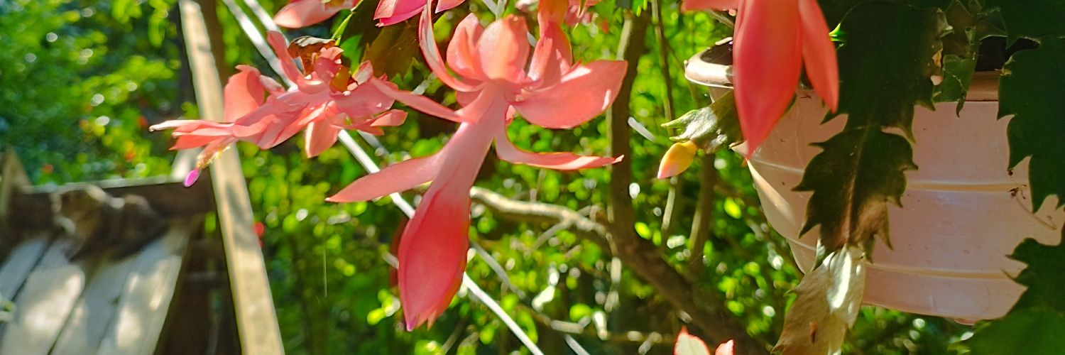 IandaConceio's profile banner image