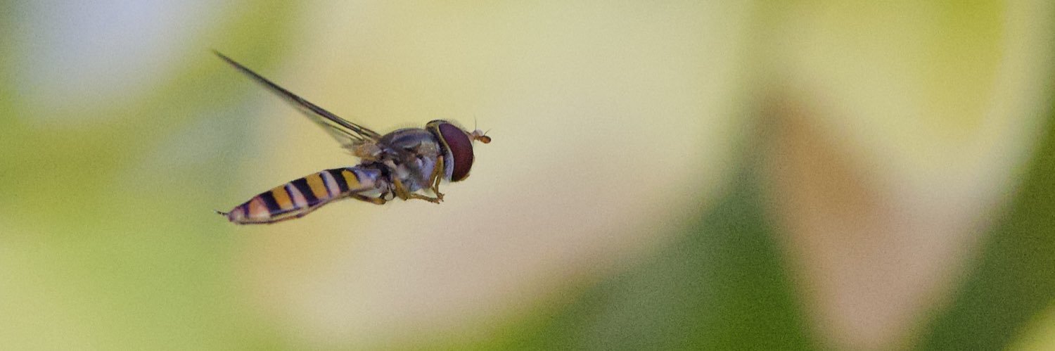 🅾️®️®️ banner