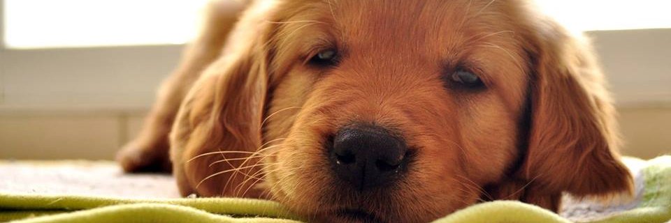 adoptauncachorro banner