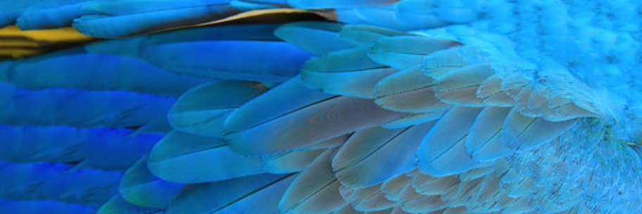 CBrison_RH's profile banner image