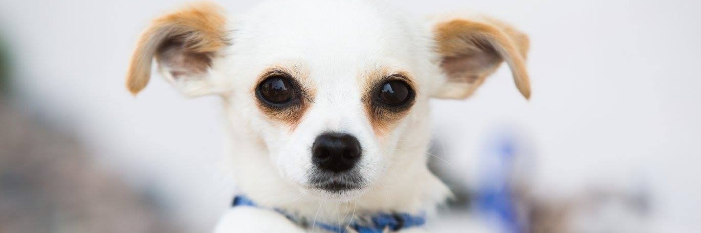 FallbrookAnimal's profile banner image