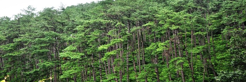 Wildodisha's profile banner image
