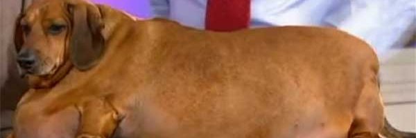 Tiltzada's profile banner image