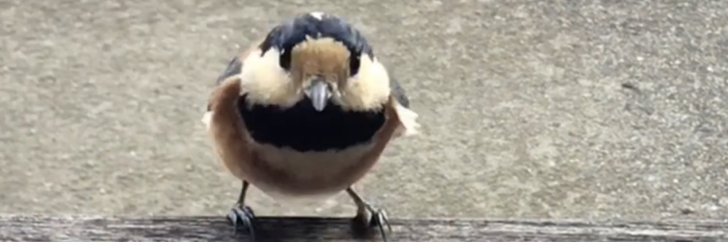 rowyowyow's profile banner image