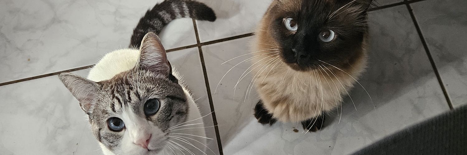 feleo777's profile banner image