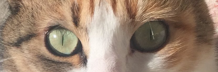 sarpcinarrr's profile banner image