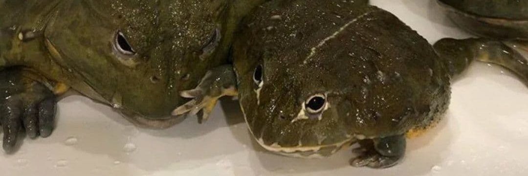 недовольный дед banner