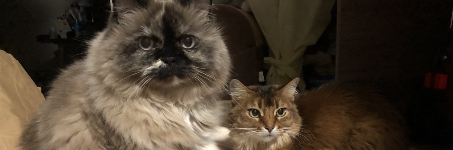 麗(毎日顔出し配信！) banner