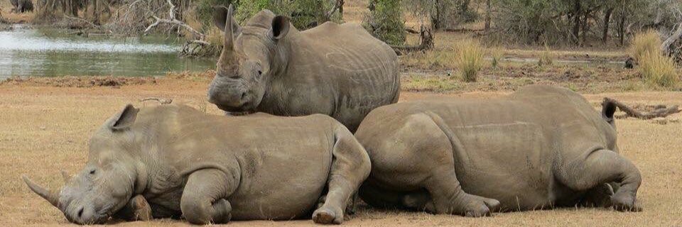Rhinos in Africa banner