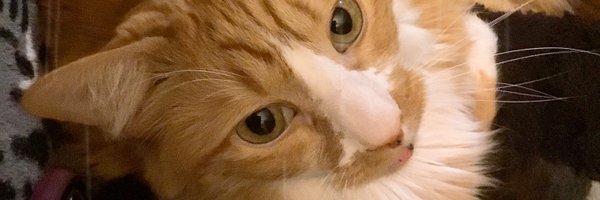 JessToTheMaxCat Profile Banner