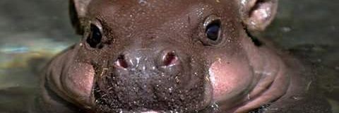 blind_feline's profile banner image