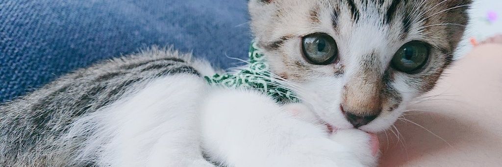 rintaco78's profile banner image