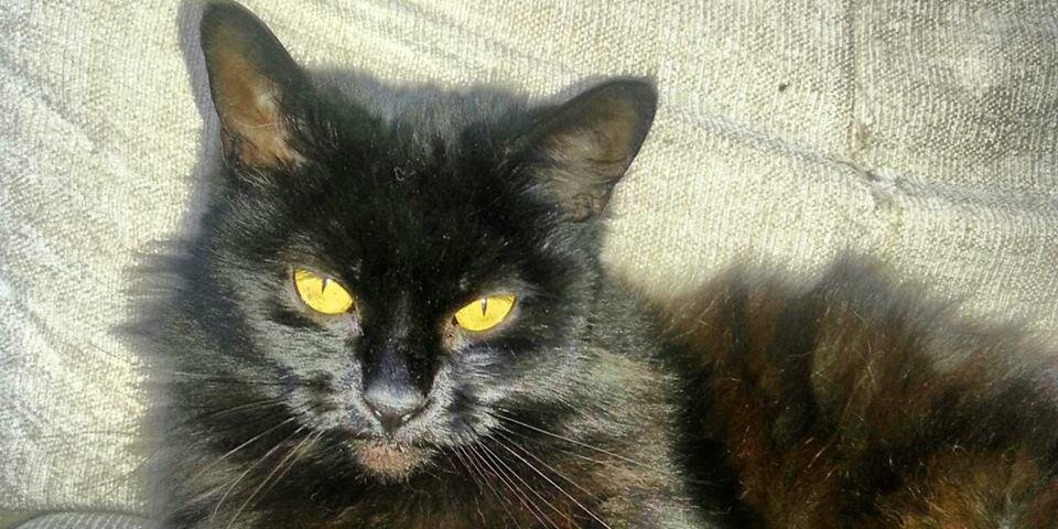AnimalCareForum's profile banner image