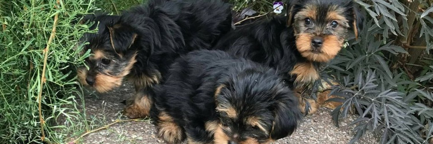 Magic Beans 🐿️ banner