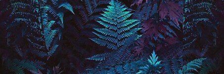 Laurel_1230's profile banner image