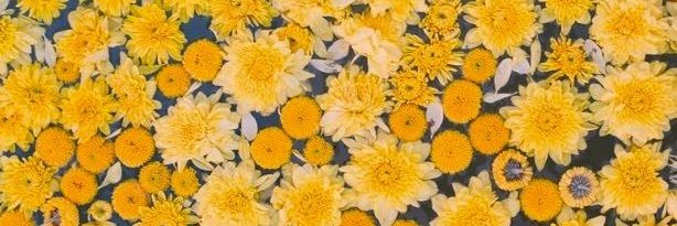kingdandelions's profile banner image