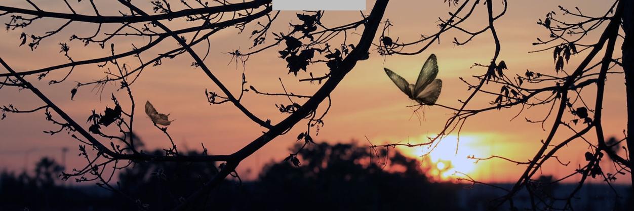 MaryaneThereza's profile banner image