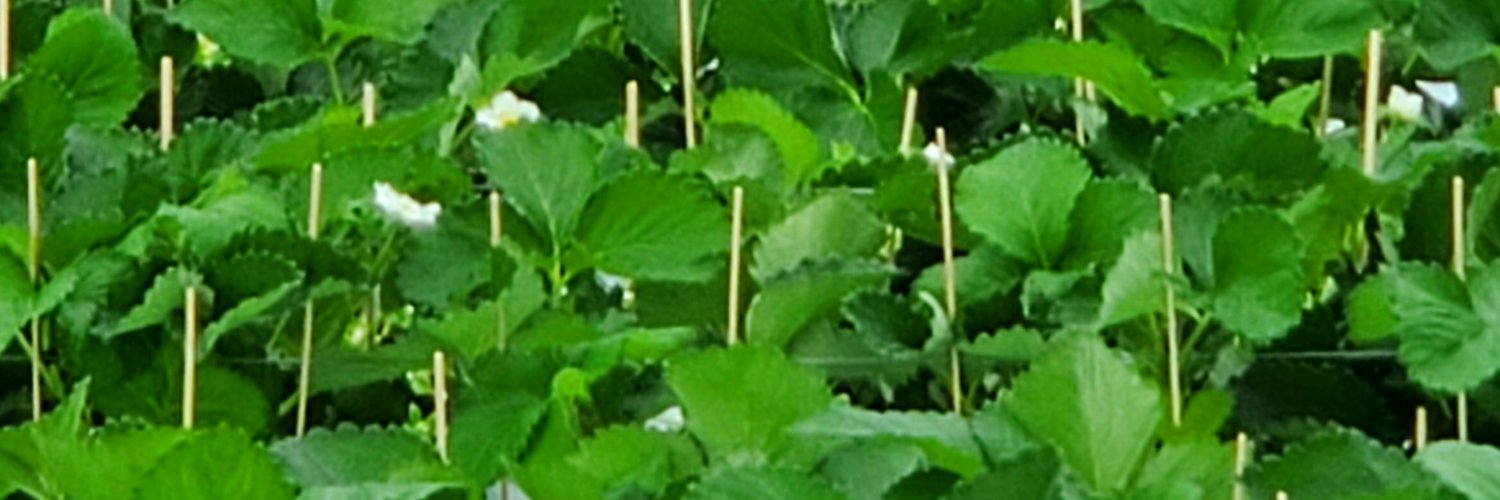 ichigohome24's profile banner image