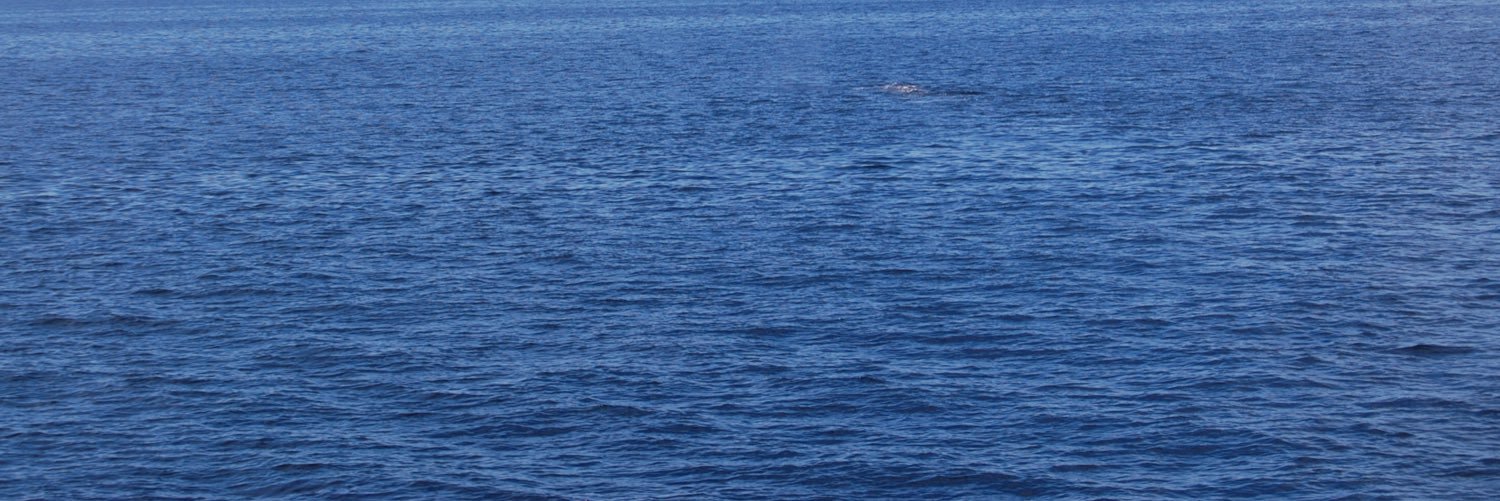gcampama's profile banner image