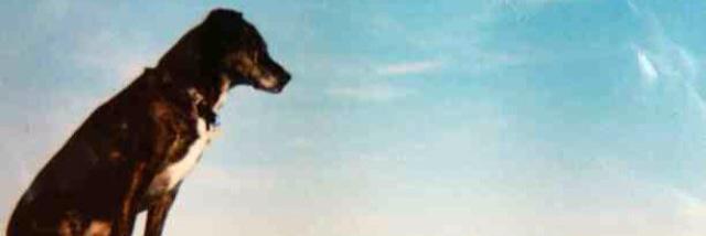 Leefury_'s profile banner image