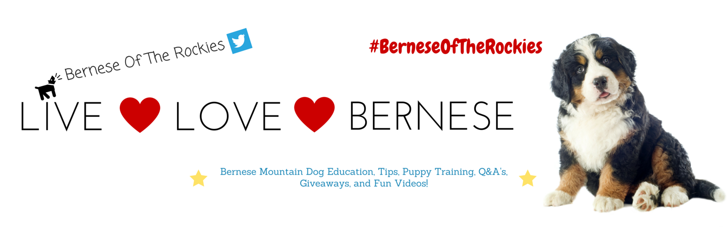 ColoradoBernese's profile banner image