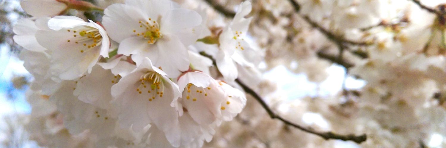 saphiroko's profile banner image