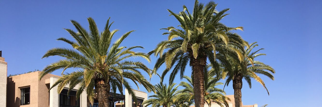 moulay_ch's profile banner image