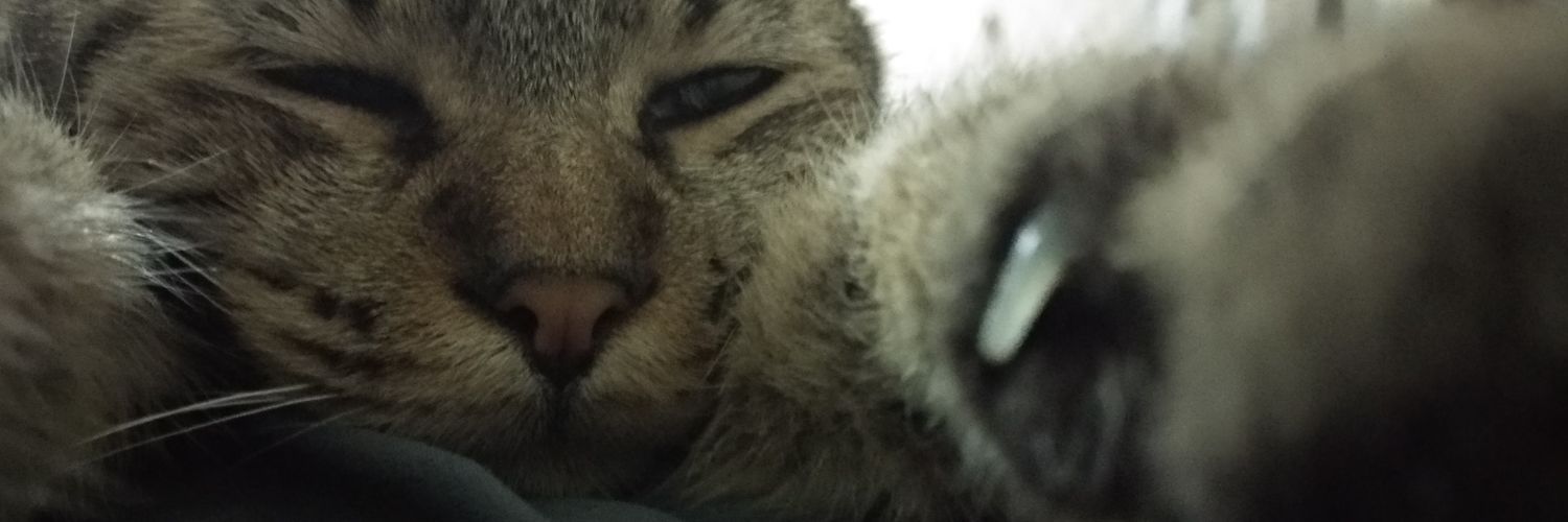Loserfrog's profile banner image