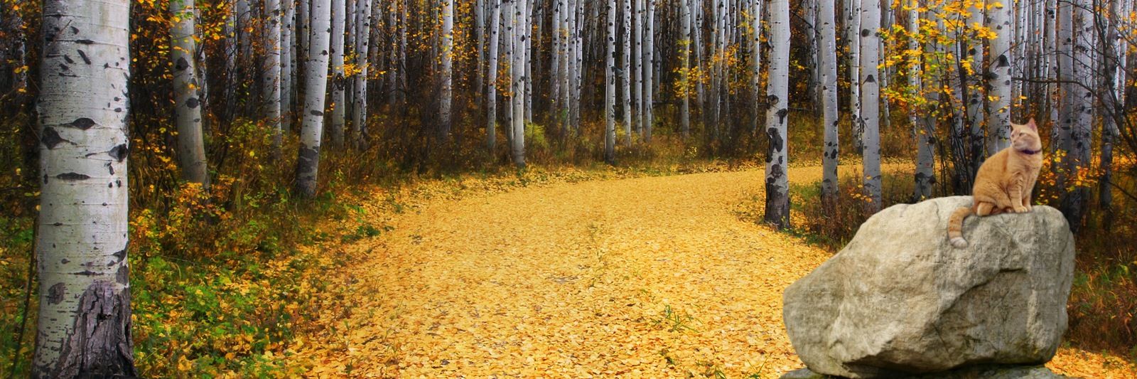 Dianne Eulalie banner