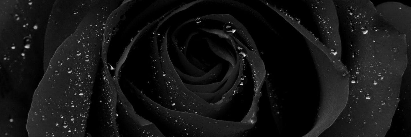 AlliSayles's profile banner image