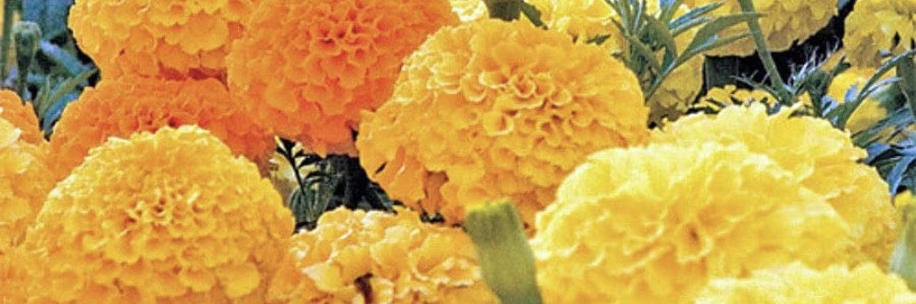 usaak70's profile banner image