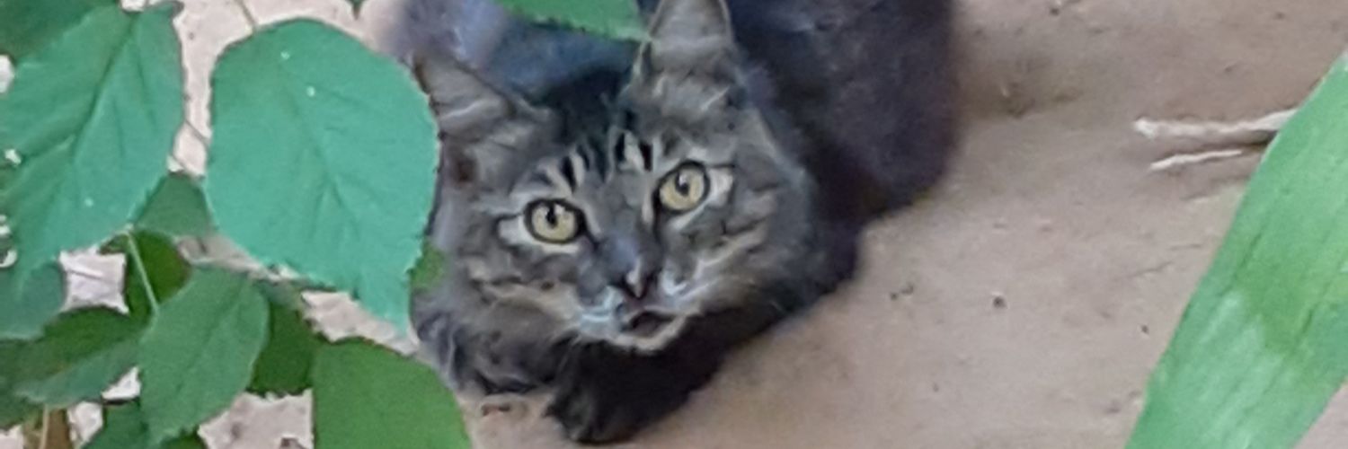 oscaredg's profile banner image