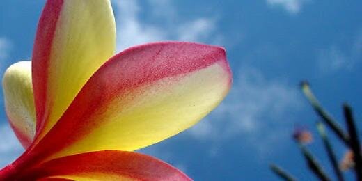 Suvi Danley banner