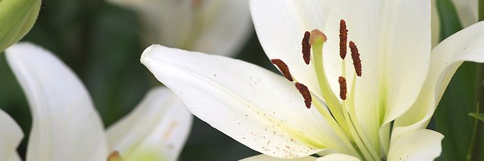 noellie019's profile banner image