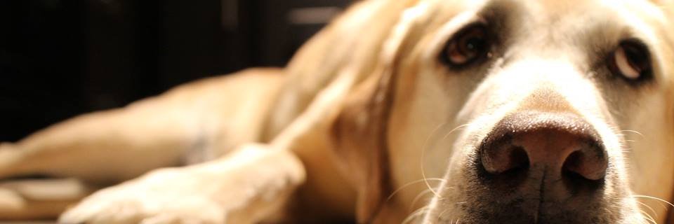 Courtney_Ann02's profile banner image