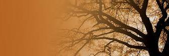 taylautokc's profile banner image