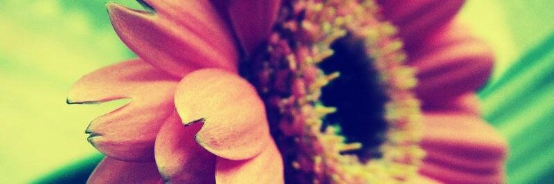 AmyroseProut's profile banner image