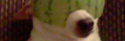 PituPit2's profile banner image