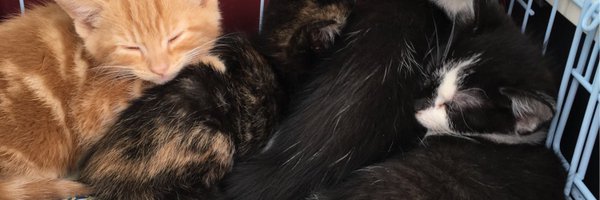 woofcookies Profile Banner