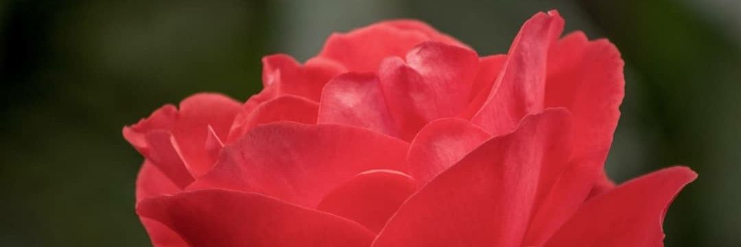 M_Caprichos's profile banner image