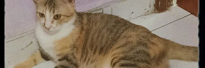 ainghanie17's profile banner image