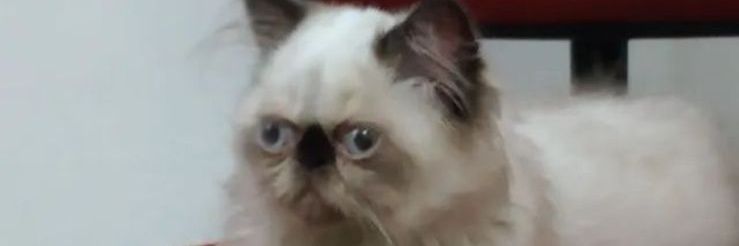 ladymenass's profile banner image
